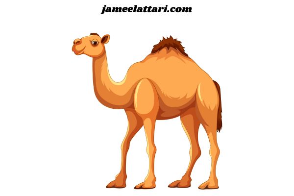 Camel coloring Pages