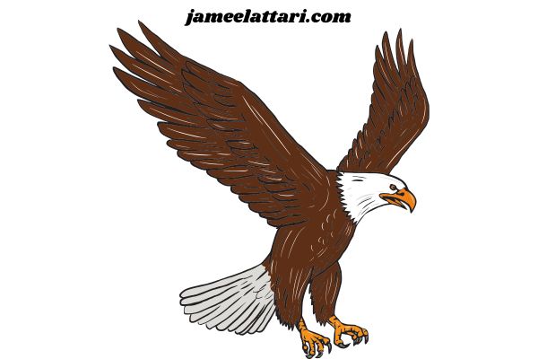 Eagle coloring Pages