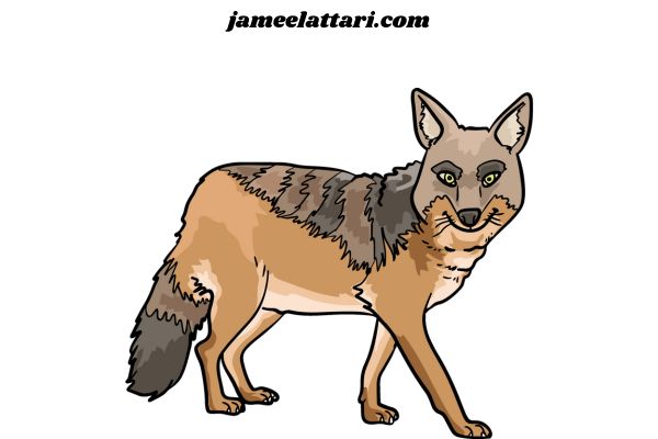 JACKAL coloring Pages