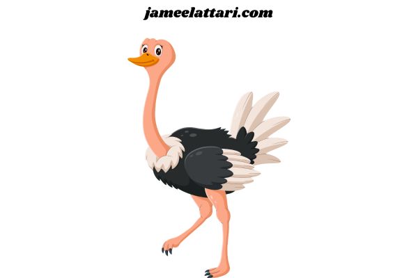 Ostrich coloring Pages