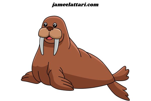 Walrus Coloring Pages