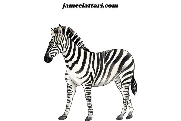 ZEBRA coloring Pages