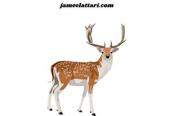 deer coloring Pages